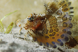 juvenile Sea Robin by Suzan Meldonian 
